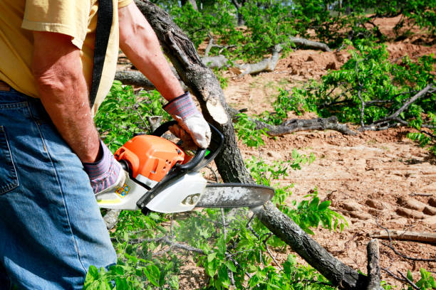 Best Dead Tree Removal  in Center Point, AL